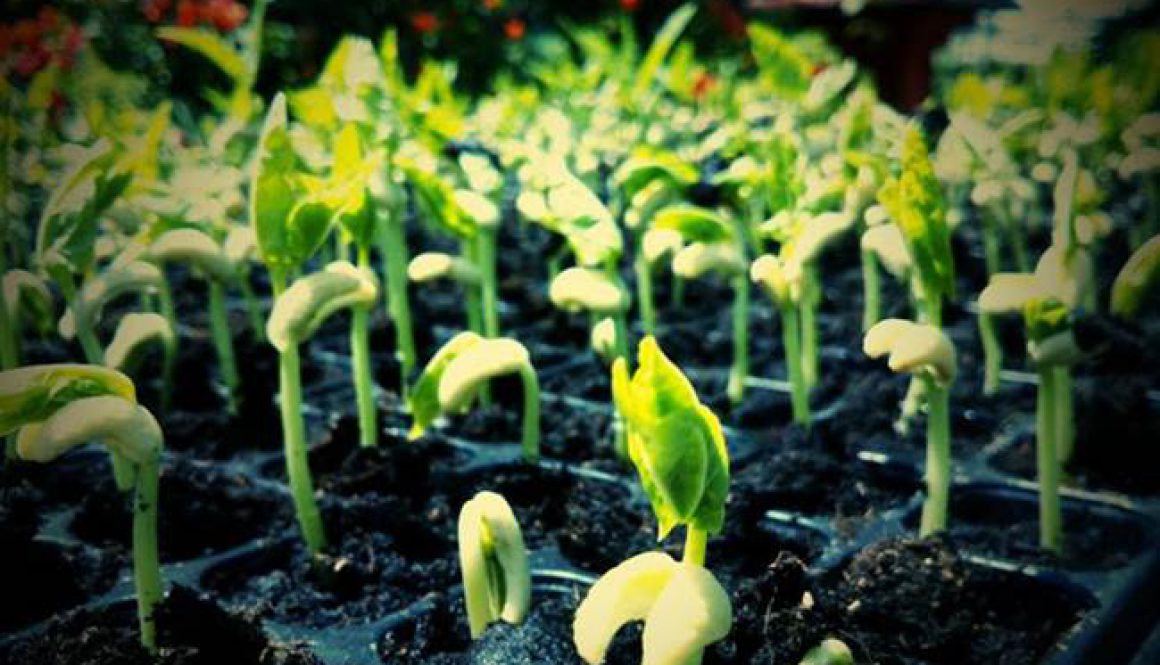 8種可以不斷再生、在家種植的蔬菜